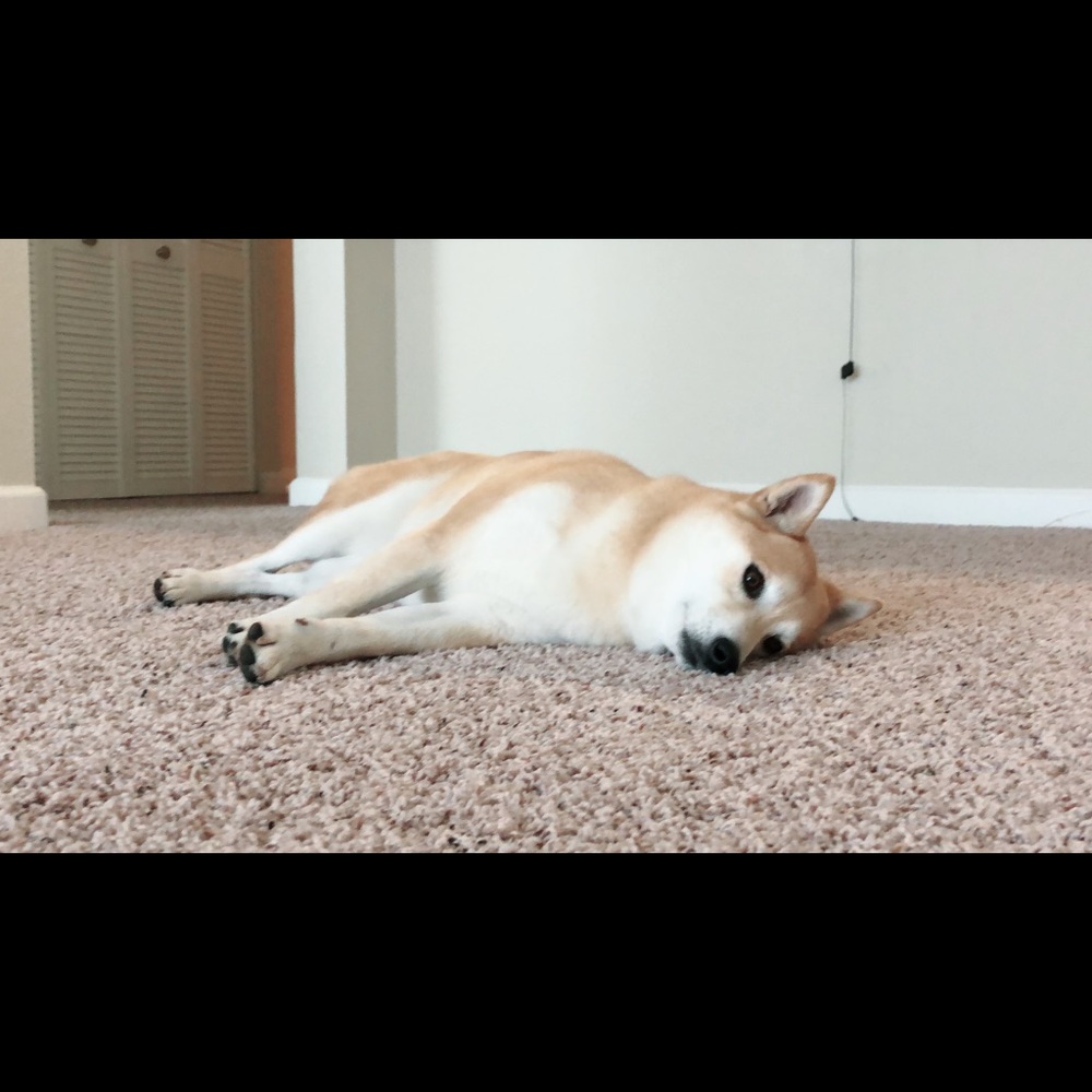 Meet your Posher, Joey